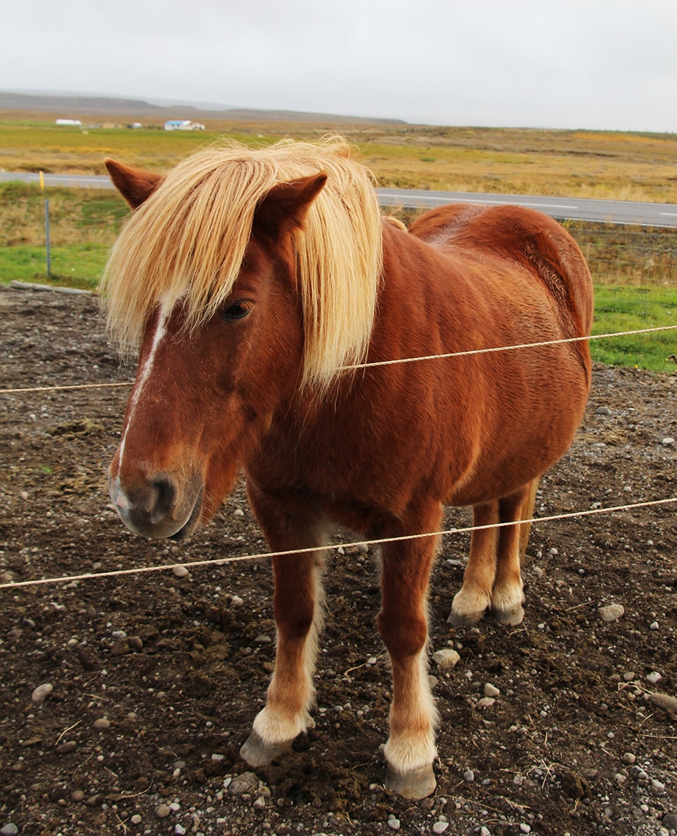 icelandhorse.jpg