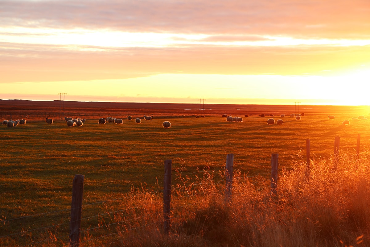 icelandsunset.jpg