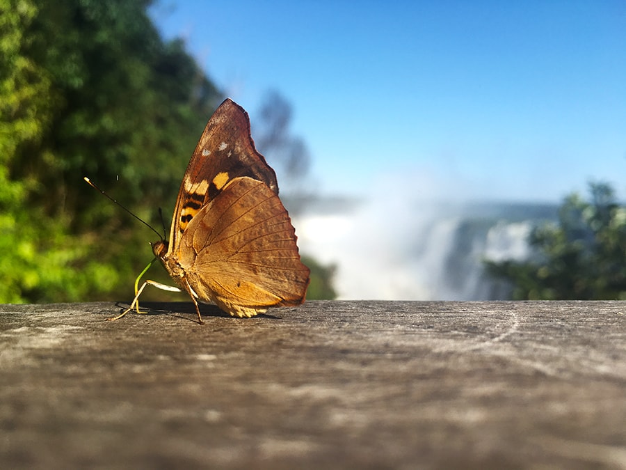 iguazubrazil24.jpg