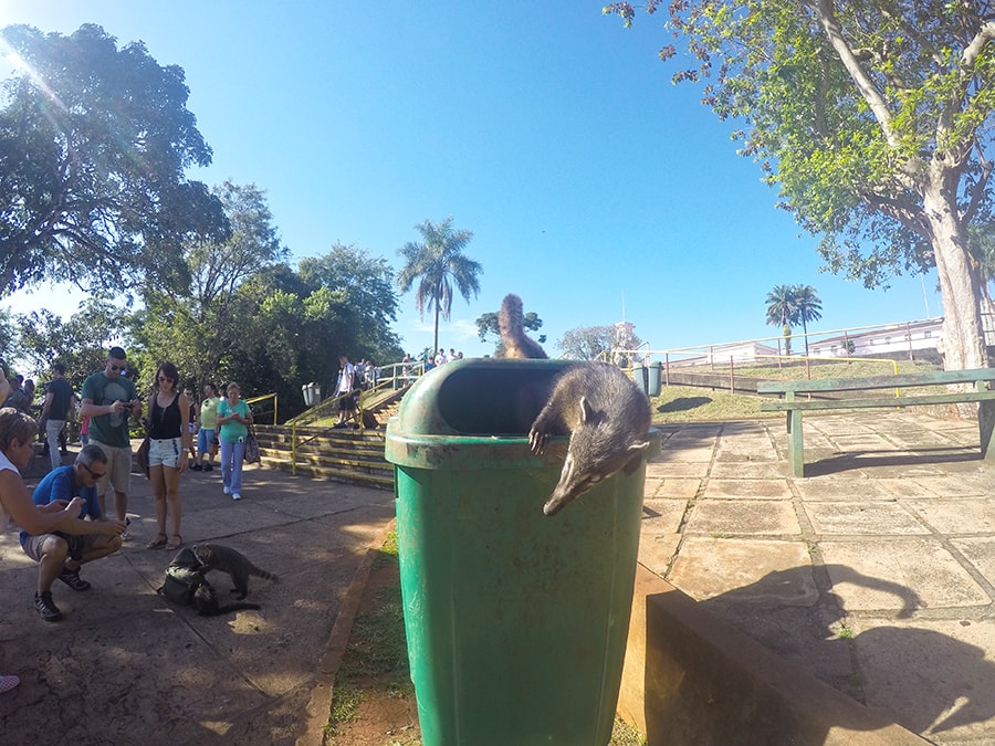 iguazucoati.jpg